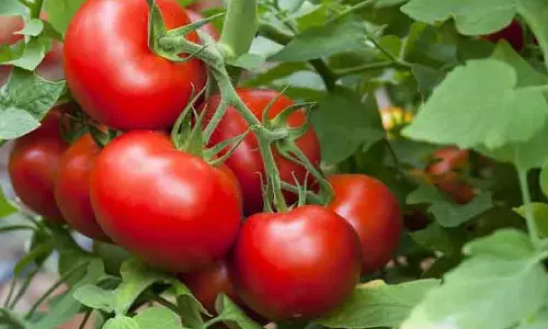 தென்னம்பாளையம் மார்க்கெட்டிற்கு 6 ஆயிரம் பெட்டி தக்காளி வரத்து