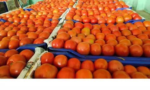 செவ்வாய்பேட்டையில்50 கிலோ தக்காளி திருட்டுமர்ம நபருக்கு போலீசார் வலைவீச்சு