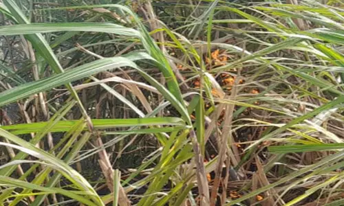 டிரான்ஸ்பார்மரில் மின்கசிவு: கரும்பு தோட்டம் எரிந்து நாசம்