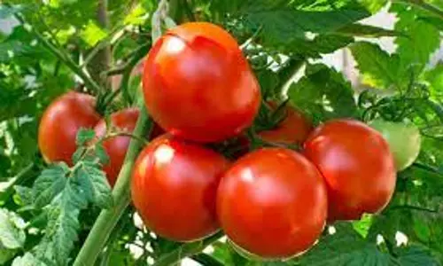 வரத்து அதிகரிப்பால்தக்காளி விலை கிலோவிற்கு ரூ.22 குறைந்ததுதர்மபுரி உழவர் சந்தையில் கிலோ ரூ.68-க்கு விற்பனை