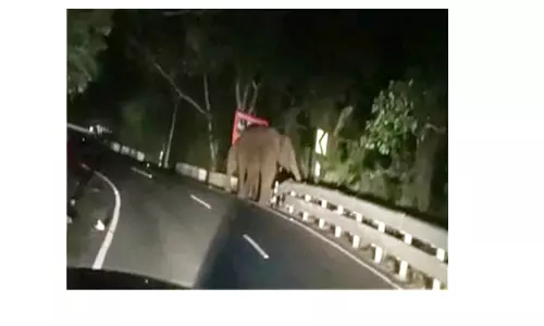 கோத்தகிரி-மேட்டுப்பாளையம் மலைப்பாதையில்சாலையின் குறுக்கே நின்ற காட்டு யானையால் பரபரப்பு