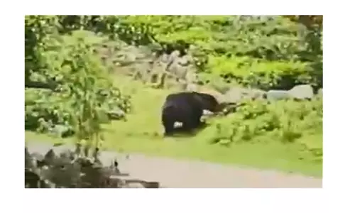 சாலையில் உலா வந்த கரடி;வாகன ஓட்டிகள் அச்சம்