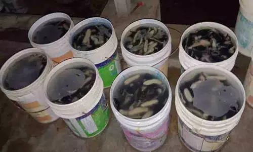 ரூ.3 கோடி கடல் அட்டை