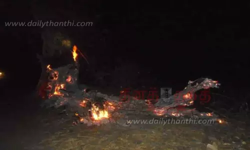 மரத்தில் திடீரென தீப்பற்றி எரிந்தது