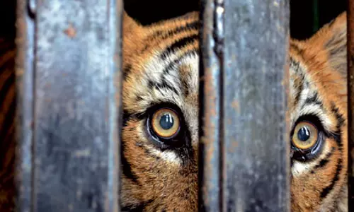 தொடர் அட்டகாசம் செய்து வந்த சிறுத்தை கூண்டில் சிக்கியது