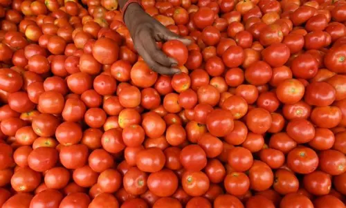 அதிரடியாக குறைந்த தக்காளி விலை: இல்லத்தரசிகள் மகிழ்ச்சி