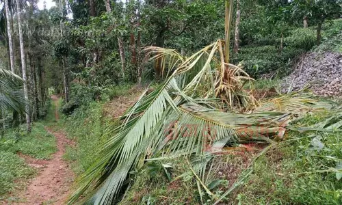வாழைகளை சேதப்படுத்திய காட்டு யானை