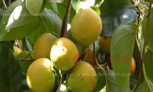 பெர்சிமன் பழ சீசன் தொடக்கம்