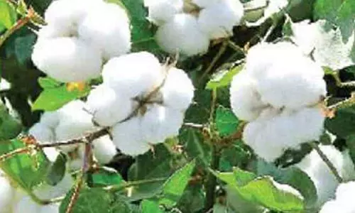 கூட்டுறவு சங்கங்களில் பருத்தி ஏலம்