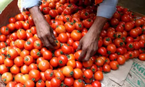 வரத்து அதிகரிப்பால்தக்காளி விலை மேலும் குறைந்ததுதர்மபுரி உழவர் சந்தையில் கிலோ ரூ.50-க்கு விற்பனை