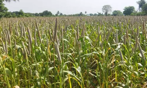 விழுப்புரம் பகுதியில்கம்பு விளைச்சல் அமோகம்