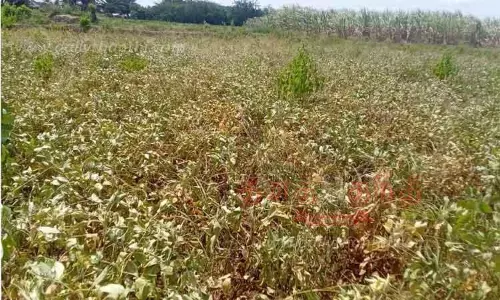 தண்ணீர் இன்றி கருகும் மணிலா பயிர்கள்