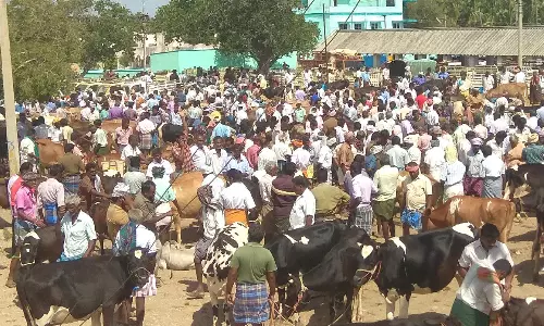 மாடுகள் வரத்து அதிகரிப்பால் விலை வீழ்ச்சி