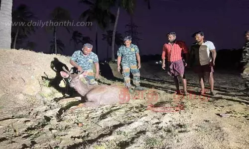 கிணற்றில் விழுந்த மிளா மீட்பு