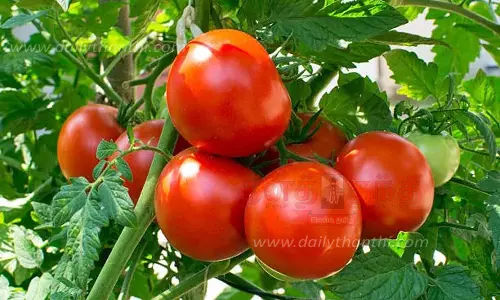 தக்காளி கிலோ ரூ.100-க்கு விற்பனை