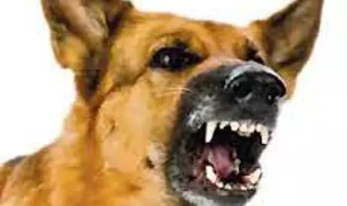 புஞ்சைபுளியம்பட்டியில் வெறிநாய் கடித்து 8 பேர் காயம்