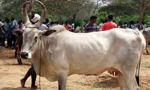 ரூ.87 ஆயிரத்துக்கு காங்கயம் இன மயிலை பசுவிற்பனை