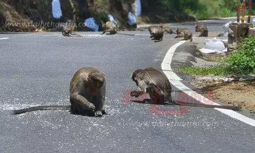 வனவிலங்குகளுக்கு உணவுகளை வீசிச்செல்லும் சுற்றுலா பயணிகள்