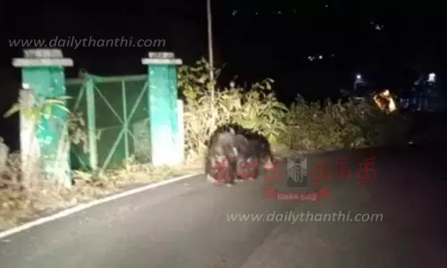 குடியிருப்பில் உலா வந்த கரடி