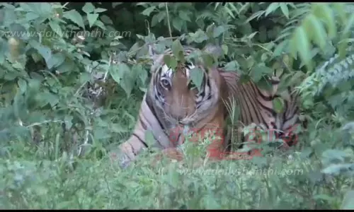 சாலையோர புதரில் ஓய்வெடுத்த புலி