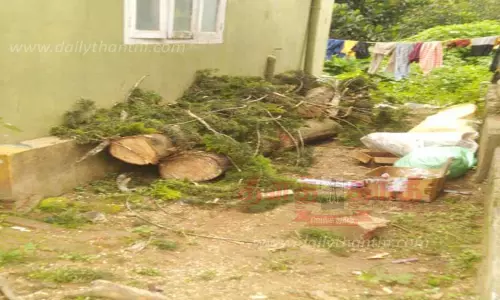 ஆபத்தான மரம் வெட்டி அகற்றம்