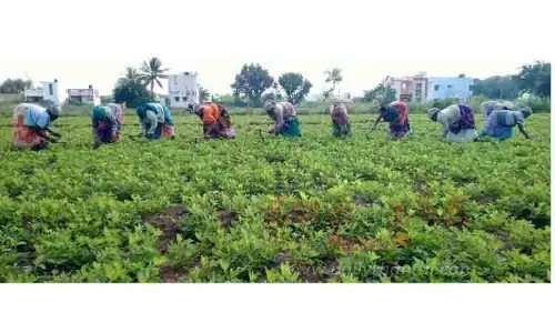 பெரம்பலூர் மாவட்டத்தில் அரசு வேளாண்மை கல்லூரி தொடங்கப்படுமா?