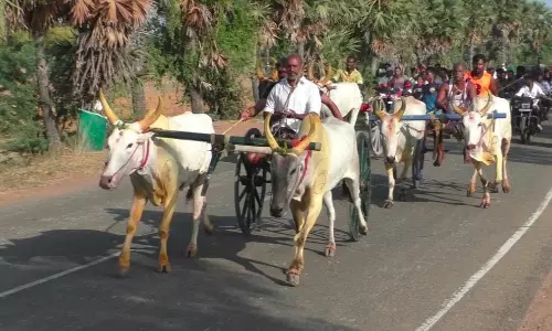 குதிரை, மாட்டு வண்டி பந்தயம் குதிரை, மாட்டு வண்டி பந்தயம்