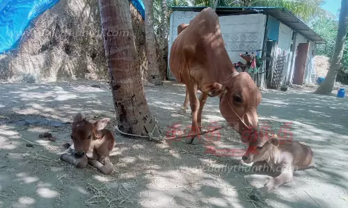 2 கன்றுகளை ஈன்ற பசு