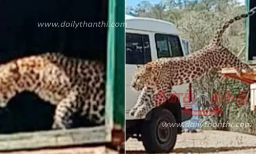 டி.என்.பாளையம் அருகே கால்நடைகளை வேட்டையாடிய சிறுத்தைப்புலி வனத்துறை வைத்த கூண்டில் சிக்கியது டி.என்.பாளையம் அருகே கால்நடைகளை வேட்டையாடிய சிறுத்தைப்புலி வனத்துறை வைத்த கூண்டில் சிக்கியது