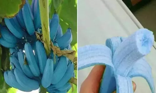 நீல நிறமுடைய வாழை