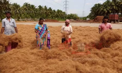 தென்னை நார் உலர வைக்கும் பணி தீவிரம்