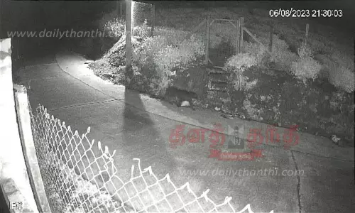 குடியிருப்பில் கருஞ்சிறுத்தை உலா