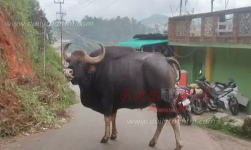 குன்னூரில் உலா வந்த காட்டெருமை
