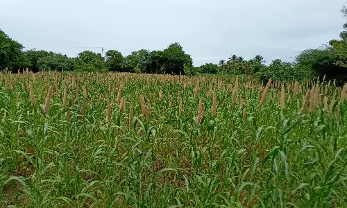 கம்பு பயிர் சாகுபடியில் விவசாயிகள் ஆர்வம்