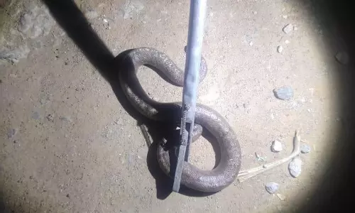 வீட்டுக்குள் புகுந்த மண்ணுளி பாம்பு