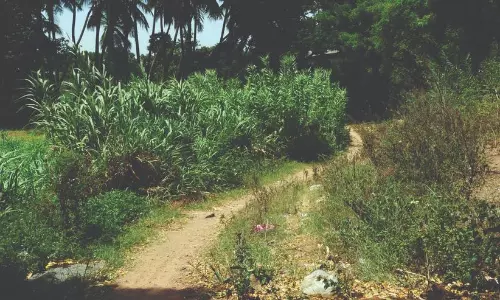 அமராவதி ஆற்றங்கரையில் புதர் மண்டியிருக்கும் வழித்தடத்தை பராமரிக்க வேண்டும் அமராவதி ஆற்றங்கரையில் புதர் மண்டியிருக்கும் வழித்தடத்தை பராமரிக்க வேண்டும்