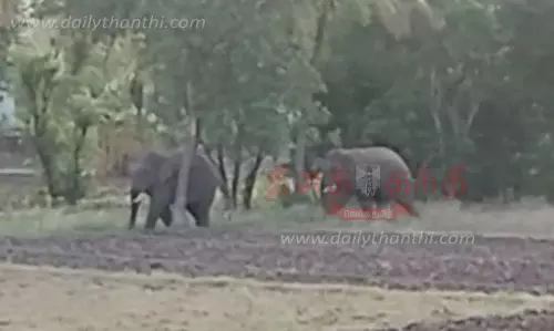 பாலக்கோடு அருகேகிராமத்துக்குள் புகுந்து காட்டு யானைகள் அட்டகாசம் பாலக்கோடு அருகேகிராமத்துக்குள் புகுந்து காட்டு யானைகள் அட்டகாசம்