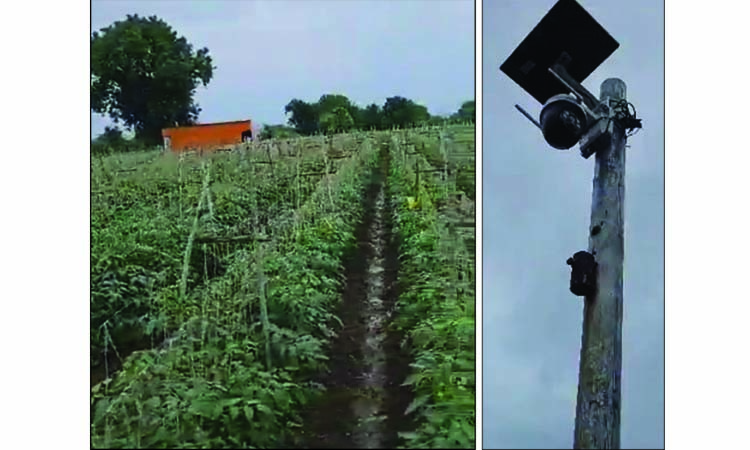 தக்காளி தோட்டத்தை காவல் காக்கிறது, கண்காணிப்பு கேமரா; விலை ஏற்றத்தால் மராட்டியத்தில் ருசிகரம்