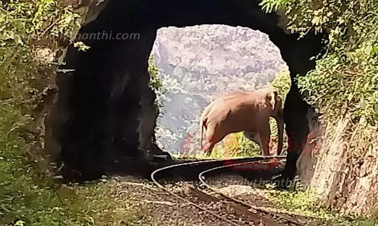 மலை ரெயிலை வழிமறித்த காட்டு யானை