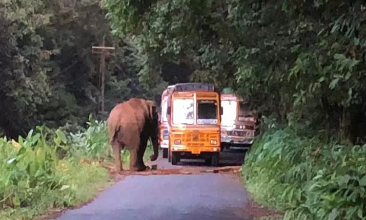 வாகனங்களை வழிமறித்த காட்டு யானை வாகனங்களை வழிமறித்த காட்டு யானை