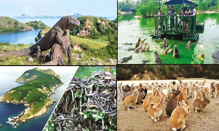 திடுக்கிட வைக்கும் திகில் தீவுகள்