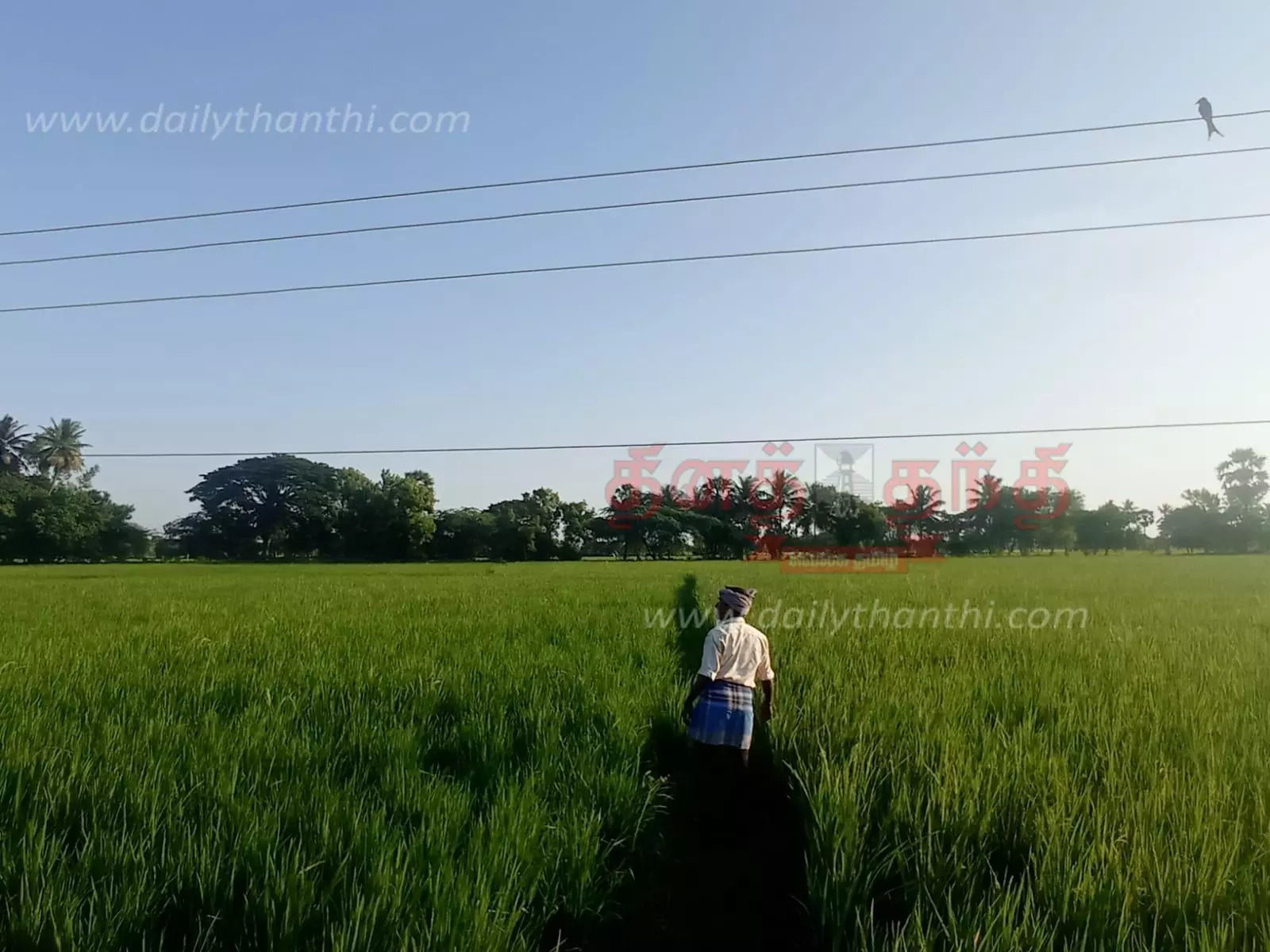 வயல் பகுதியில் தாழ்வாக செல்லும் மின்கம்பிகள்