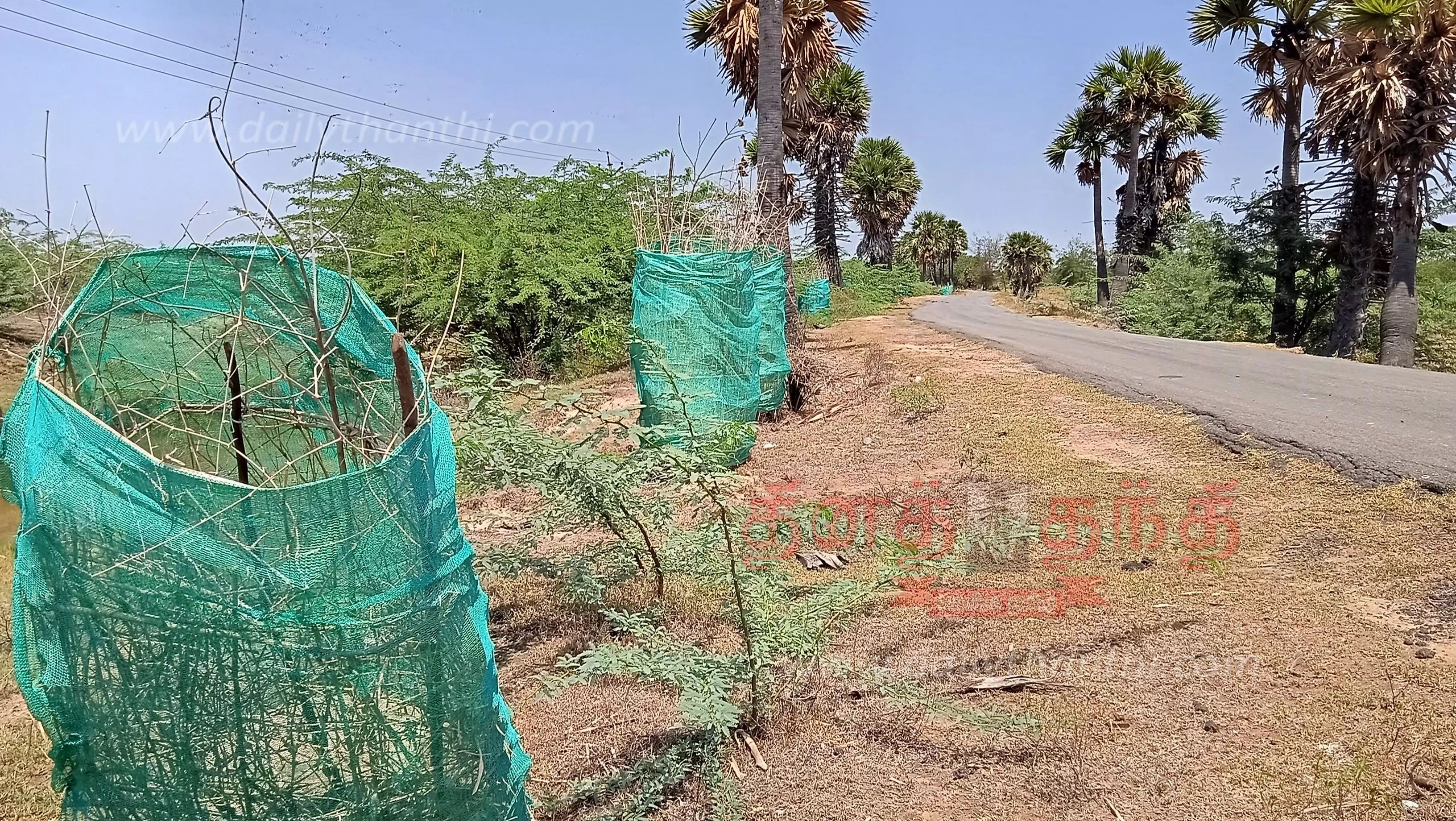 தண்ணீரின்றி கருகிய மரக்கன்றுகள்