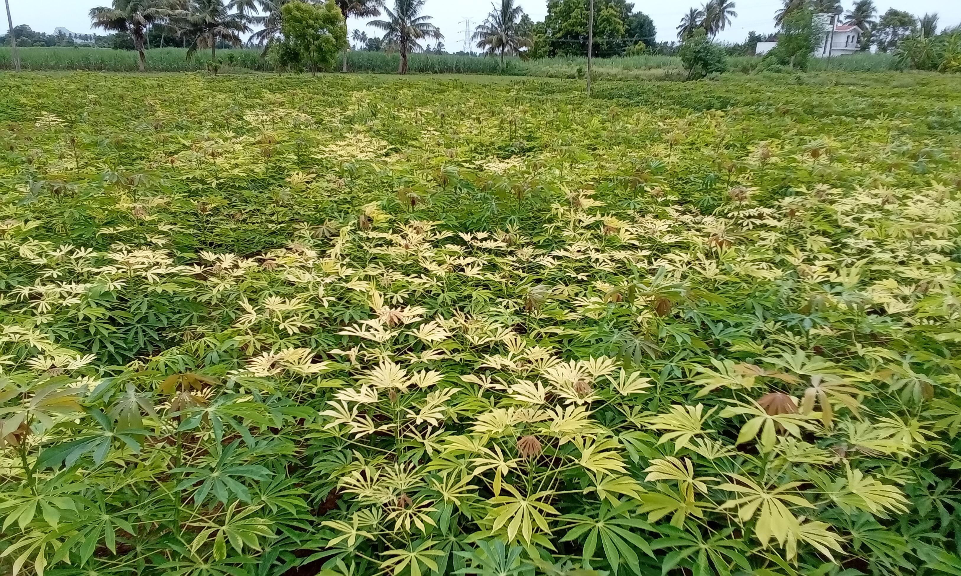 மரவள்ளி பயிரை தாக்கி வரும் பழுப்பு நோய் மரவள்ளி பயிரை தாக்கி வரும் பழுப்பு நோய்