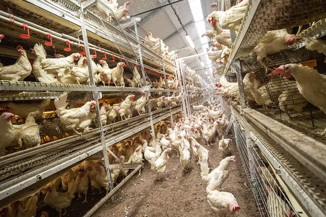 நாமக்கல் மண்டலத்தில் கறிக்கோழி விலை கிலோ ரூ.99 ஆக உயர்வு