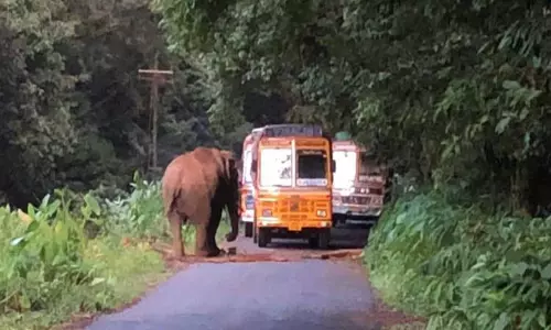 வாகனங்களை வழிமறித்த காட்டு யானை