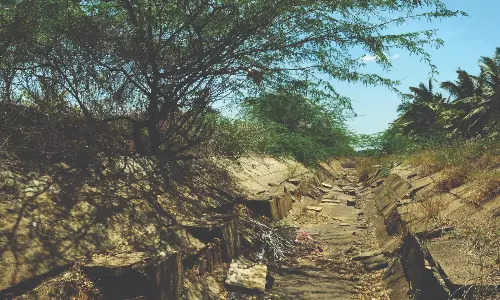 சீமைக்கருவேல மரங்கள் ஆக்கிரமிப்பால் சேதமான பி.ஏ.பி. கால்வாய் கரைகள்