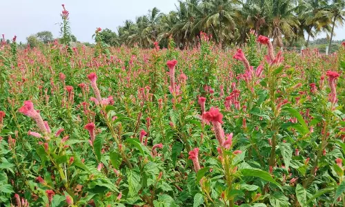 தரமற்ற நாற்றுகளால் விளைச்சல் பாதிப்பு தரமற்ற நாற்றுகளால் விளைச்சல் பாதிப்பு