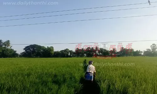 வயல் பகுதியில் தாழ்வாக செல்லும் மின்கம்பிகள்