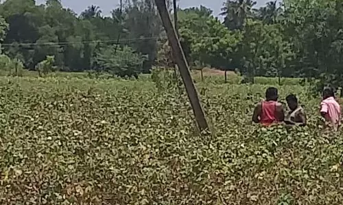 மின்பாதையில் இடையூறாகஇருந்த மரங்கள் அகற்றம்